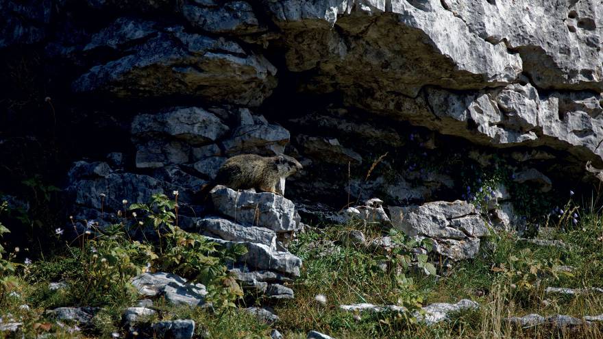 marmotte