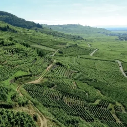 vignobles alsaciens depuis le village de Kaizersberg